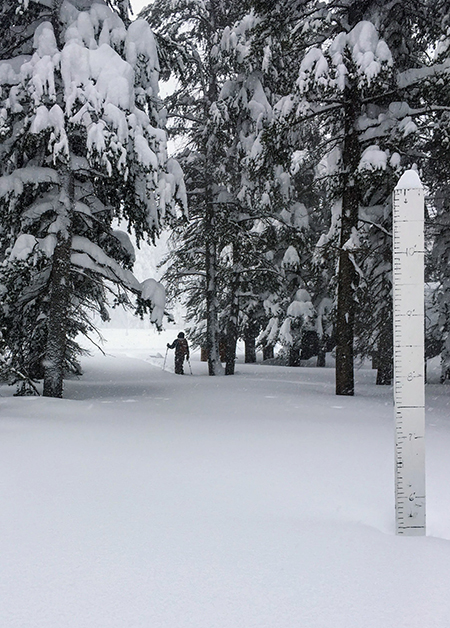Height of snow in Tuolumne Meadows, plus skier, on December 27, 2021