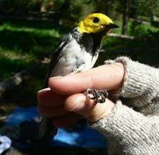 Hermit Warbler