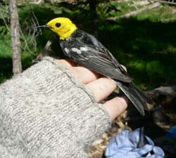 Hermit Warbler 