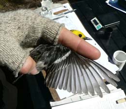 Hermit Warbler wing