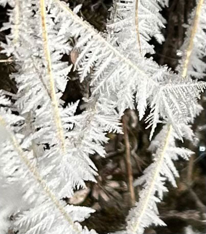 Hoar frost on the banks of the Lyell Fork on January 20, 2026.