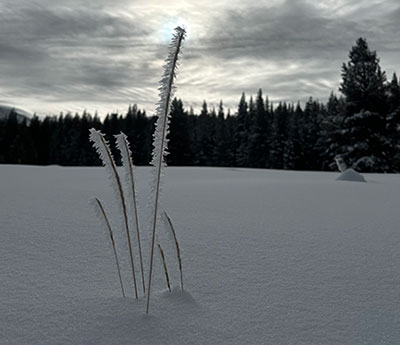 Hoarfrost in Tuolumne Meadows on January 16, 2024.