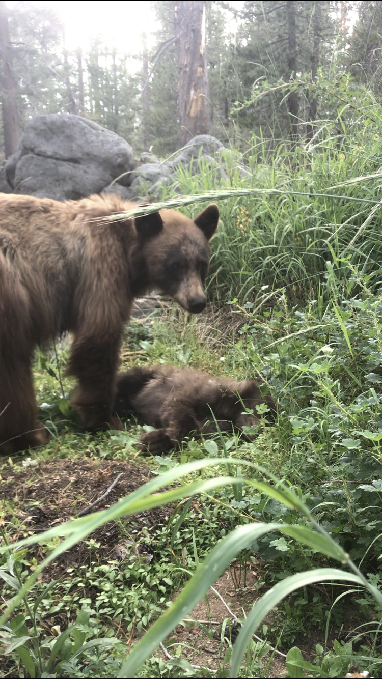 Mother bear looking at her dead cub