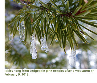 Icicles hang from Lodgepole pine needles after wet storm on February 9th,2015.