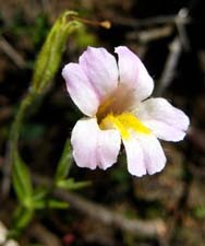 Lewis' Monkeyflower