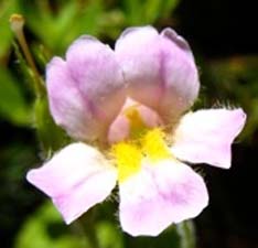 Lewis' Monkeyflower - up close