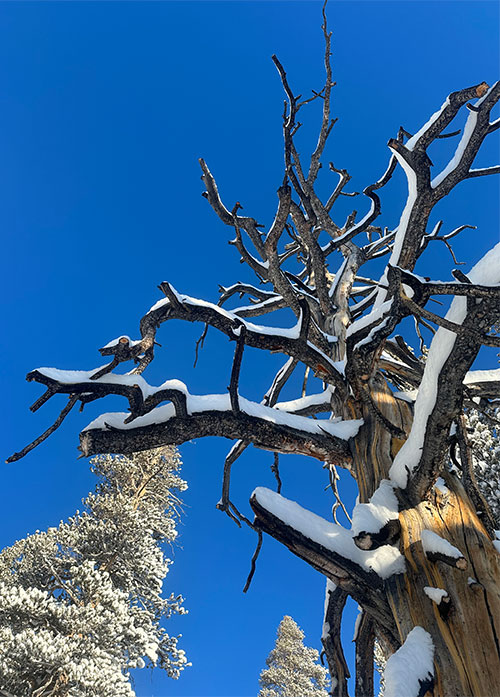 Lodgepole pine snag on February 21, 2024.