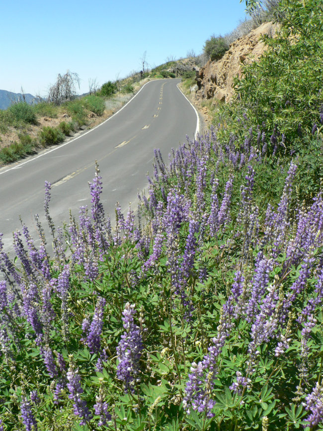 Lupine along Big Oak Flat Road