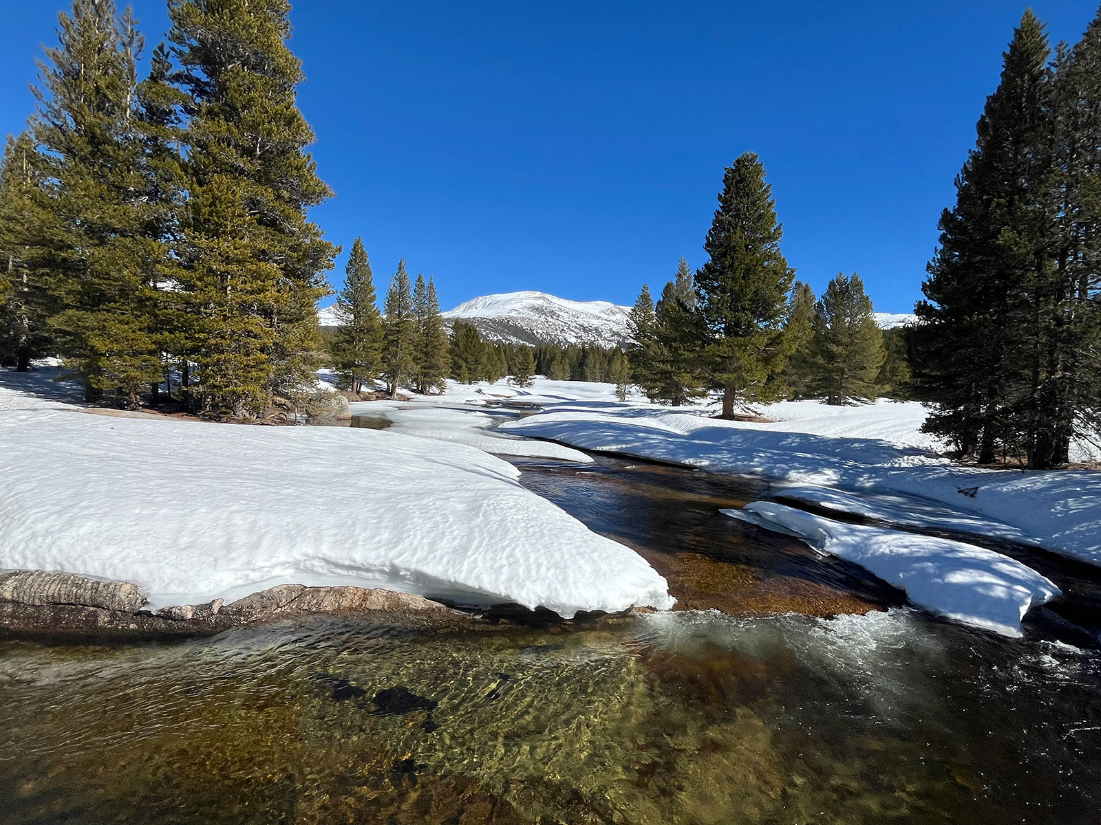 Lyell Fork of the Tuolumne River opening up on March 8, 2026.