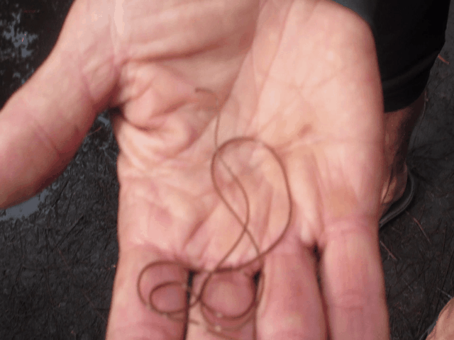 Skinny worm squirming around in a person's hand