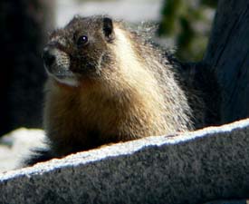 Marmot Marmot