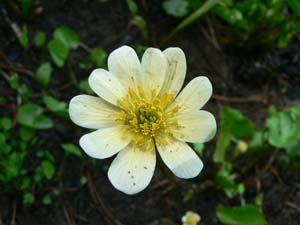 Marsh Marigold