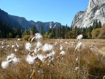 White milkweed in Cook's Meadow