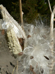 Milkweed seedpod with white fibers