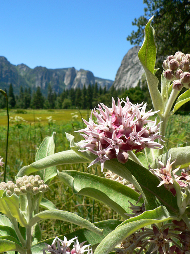Milkweed with Cathedral Rocks (from Cook's Meadow) Milkweed with Cathedral Rocks (from Cook's Meadow)