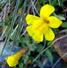 Mountain Monkeyflower