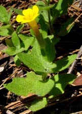 Musk Monkeyflower