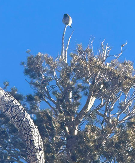 Northern pygmy owl on Lembert Dome on February 18, 2024.