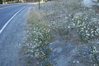 Nude Buckwheat