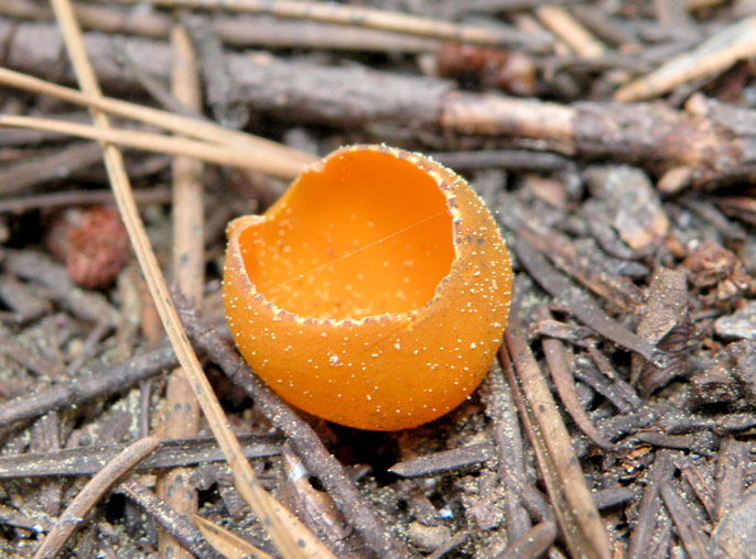 Orange, spherical fungus