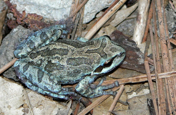 Pacific treefrog Pacific treefrog