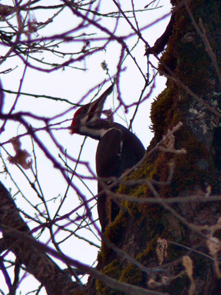 Pileated-Woodpecker Pileated-Woodpecker