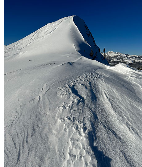 Pine marten got first tracks following the big storm, apparently un-phased by high avalanche danger.