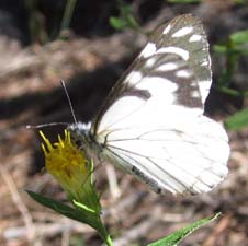 Pine White Butterfly