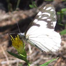 Pine White Butterfly Pine White Butterfly