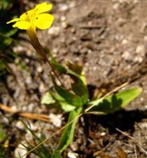 Primrose Monkeyflower