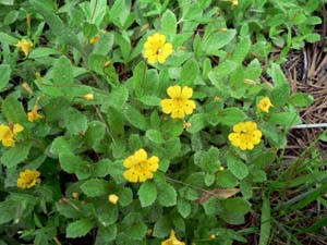 Primrose Monkeyflower