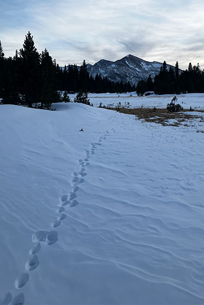 Rabbit tracks in Dana Meadow on December 16, 2023.