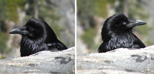 Common Raven Common Raven