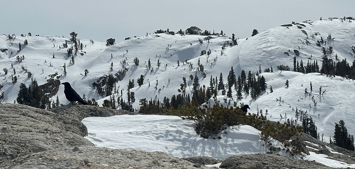 Raven hide and seek above Tuolumne Meadows on February 17, 2023.
