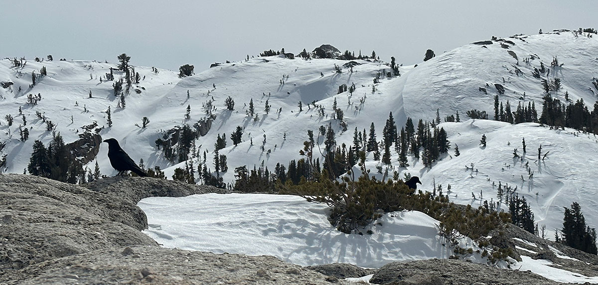 Raven hide and seek above Tuolumne Meadows on February 17, 2023. Raven hide and seek above Tuolumne Meadows on February 17, 2023.