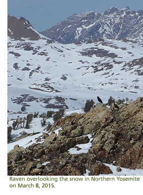 Raven perched on the snow, surrounded by snowy mountains.