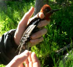 Red-breasted Sapsucker