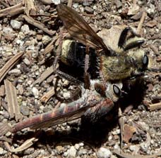 Robber Fly vs. Bumble Bee