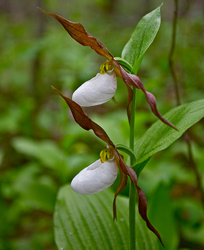 Lady Slipper