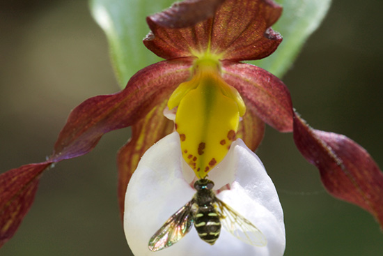 Lady Slipper