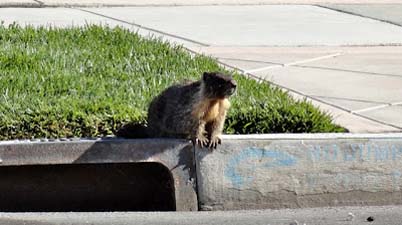 Yosemite marmot in San Jose