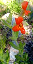 Scarlet Monkeyflower