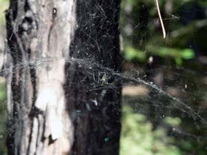 Sierra Dome Spider - image of dome/web Sierra Dome Spider - image of dome/web