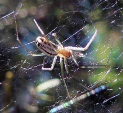 Sierra Dome Spider (close in image) Sierra Dome Spider (close in image)