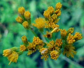 Sierra Butterweed