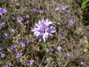 Sierra Lessingia