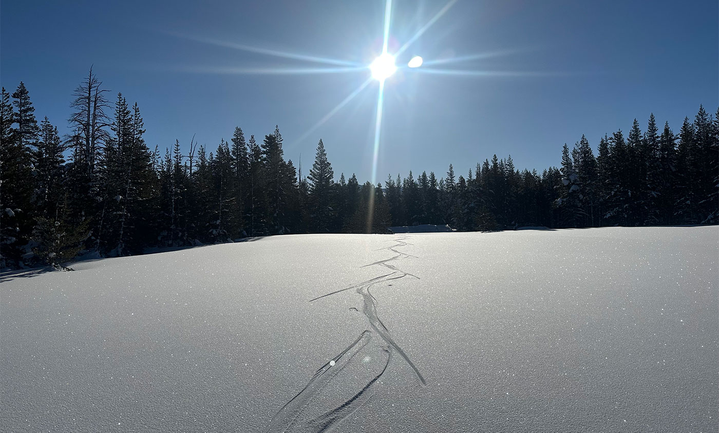 Skate skiing tracks in the snow in Tuolumne Meadows on March 17, 2023.