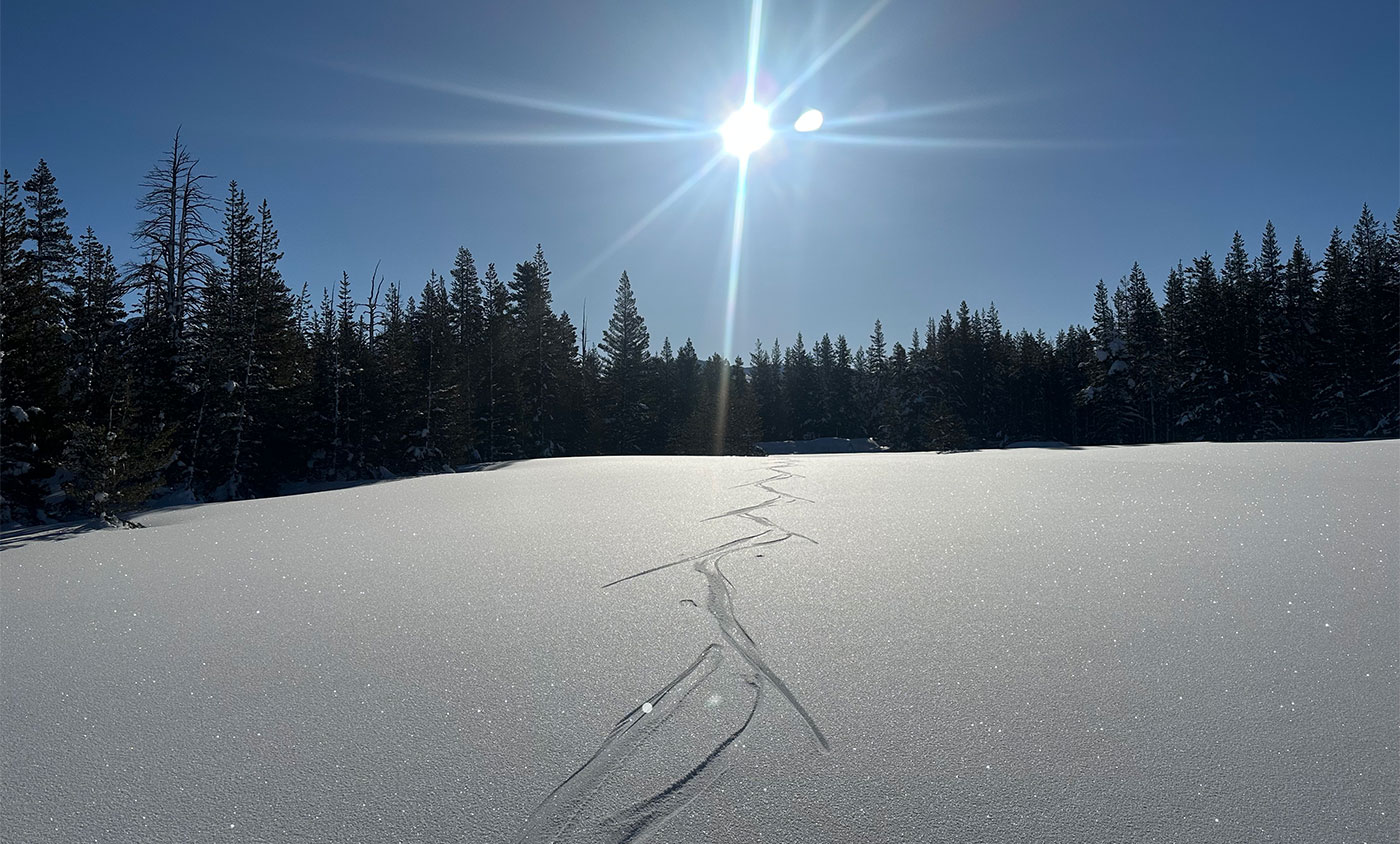 Skate skiing tracks in the snow in Tuolumne Meadows on March 17, 2023. Skate skiing tracks in the snow in Tuolumne Meadows on March 17, 2023.