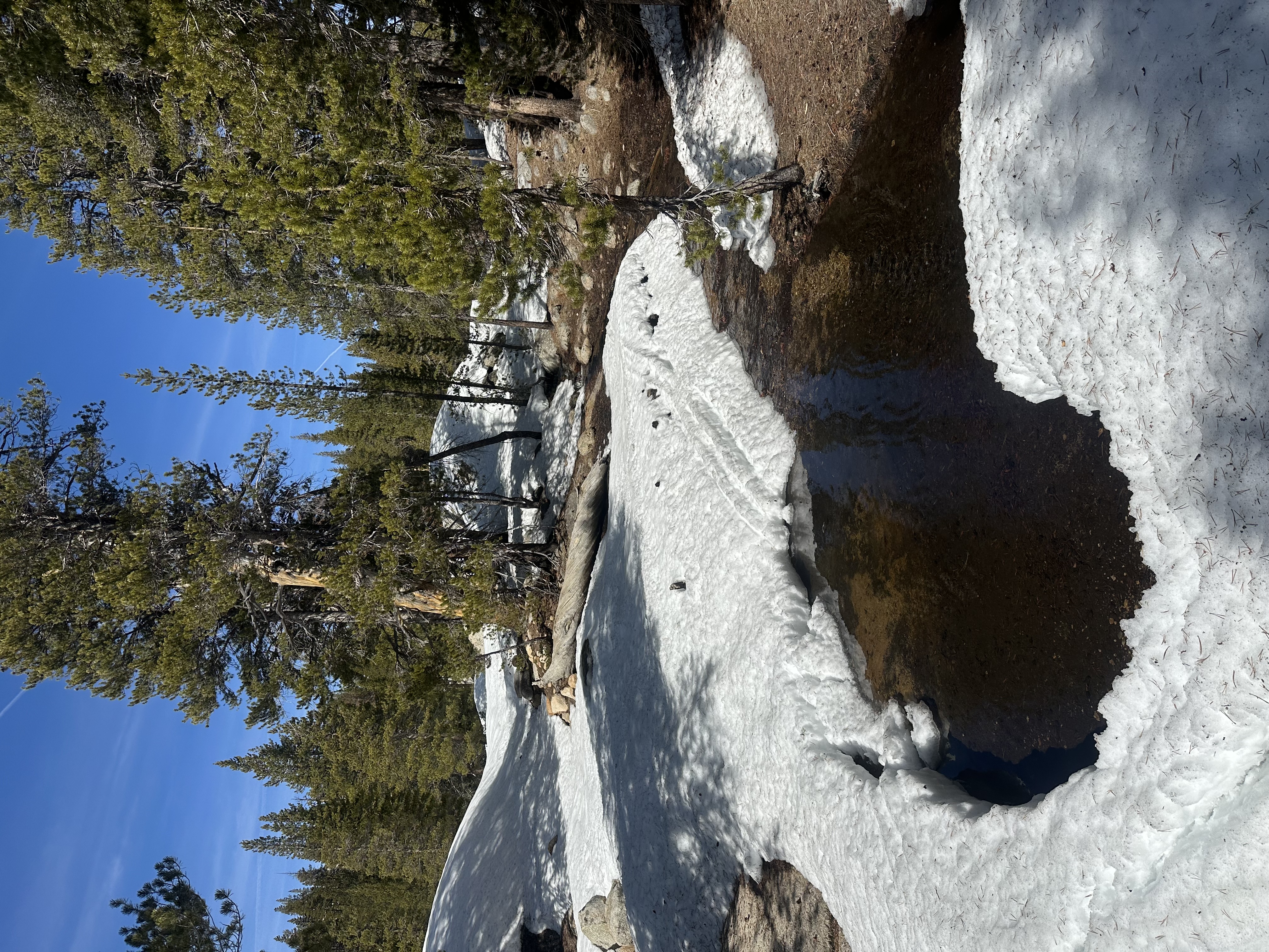 Ski tracks disappear into puddle epitomizes the end of winter, March 17, 2026