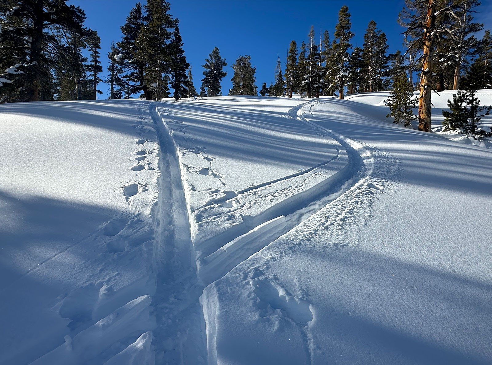 Skin and ski track on February 22, 2026